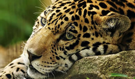 Jaguar on Leuk Voor Kids   Wat Je Nog Niet Wist Over De Jaguar