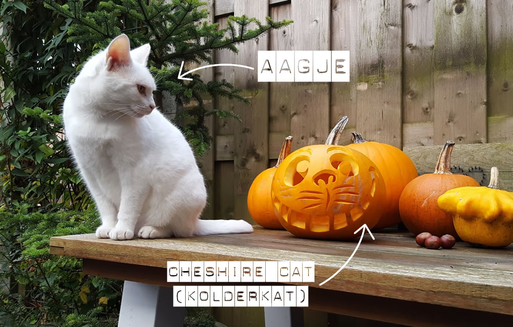 Zo te zien is Aagje de kat niet heel erg onder de indruk van de Cheshire Cat pompoen.