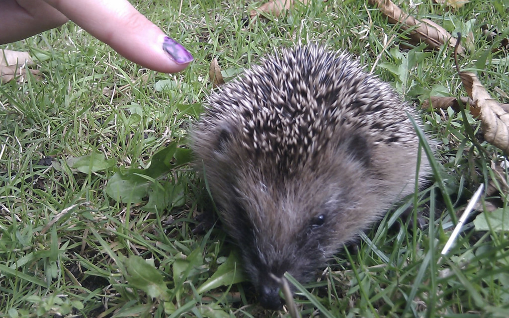 Een cute ieniemienie egeltje