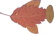 Een vis van bladeren