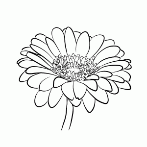 Gerbera