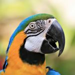 Papegaaien kleurplaat