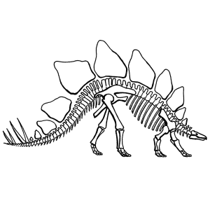 Skelet van een stegosaurus