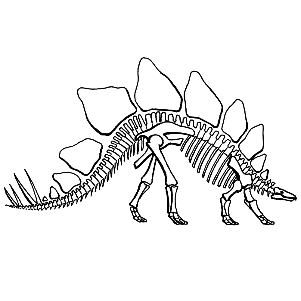 bekijk skelet van een stegosaurus kleurplaat