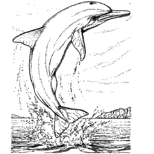 Deze dolfijn springt uit het water