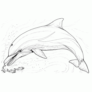 Dolfijn op jacht