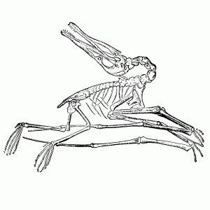 Pterosaurus