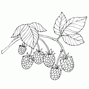 Raspberries