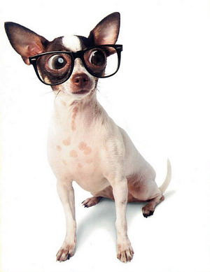 Te gekke hond