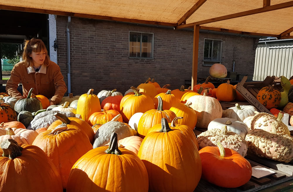 werkplaats Zogenaamd Adolescent Waar koop je een Halloweenpompoen? → Leuk voor kids