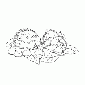 A hedgehog among the chestnuts