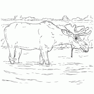 Eland in het water