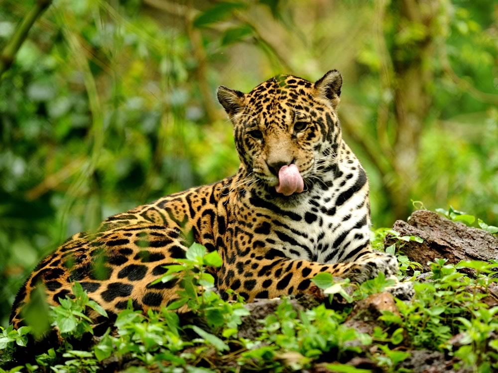 Wat je nog niet wist over de jaguar → Leuk kids