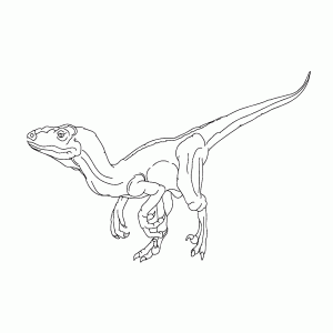 Velociraptor