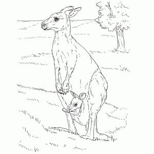Een kangaroe moeder met haar kind