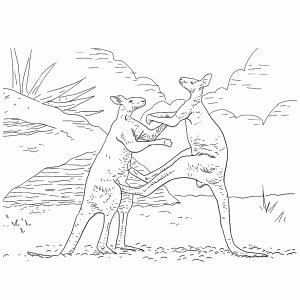 Kangaroe mannetjes vechten vaak voor de lol