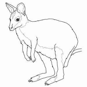 Een wallaby is een kleine kangaroe