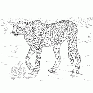 Een cheetah (ookwel jachtluipaard genoemd)