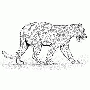 Jaguar