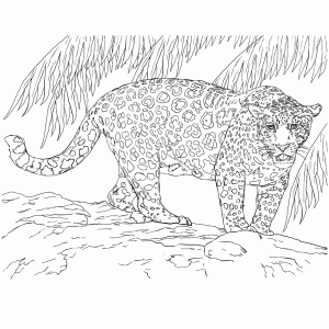 Een jaguar leeft in het oerwoud