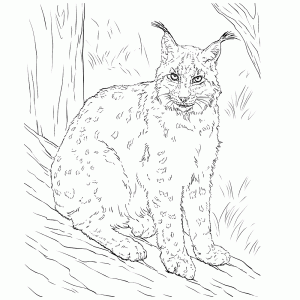 Een Lynx herken je aan zijn oorpluimpjes