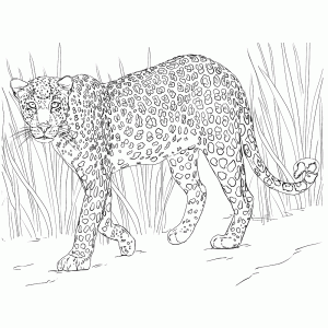Een luipaard in het hoge gras