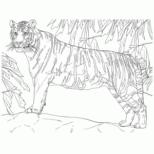 Bengaalse tijger