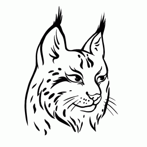 Lynx