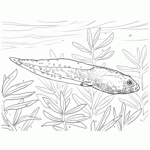 Tadpole