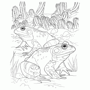 Desert toads