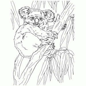 Koalabeertje in een boom