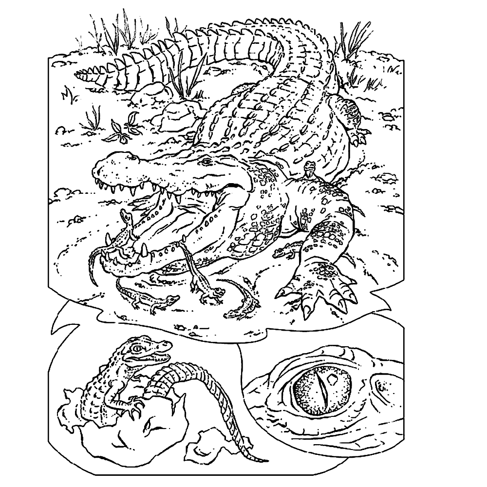 Een krokodil met jonkies