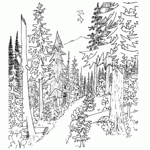 Een bospad in de bergen. Zie je de beer?