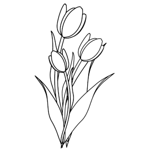 tulpen