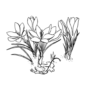 Spring flowers: crocuses