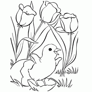 Chick among the tulips