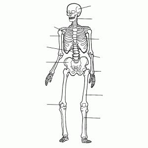 Onderdelen van het menselijk skelet