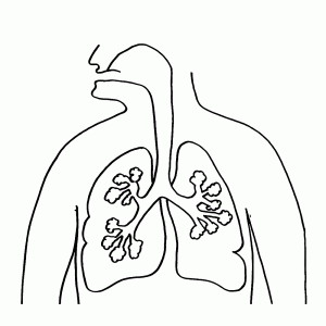 Ademhaling   luchtpijp, longen en longblaasjes