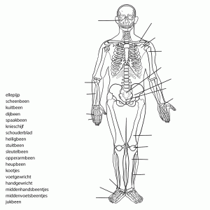 Onderdelen van het menselijk skelet