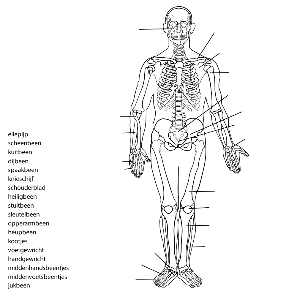 Welp Leuk voor kids – onderdelen van het menselijk skelet II-65