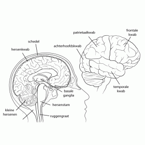 Hersenen met de onderdelen benoemd