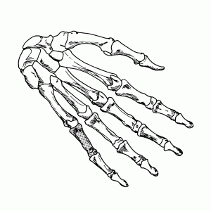 Skelet   botten van de hand