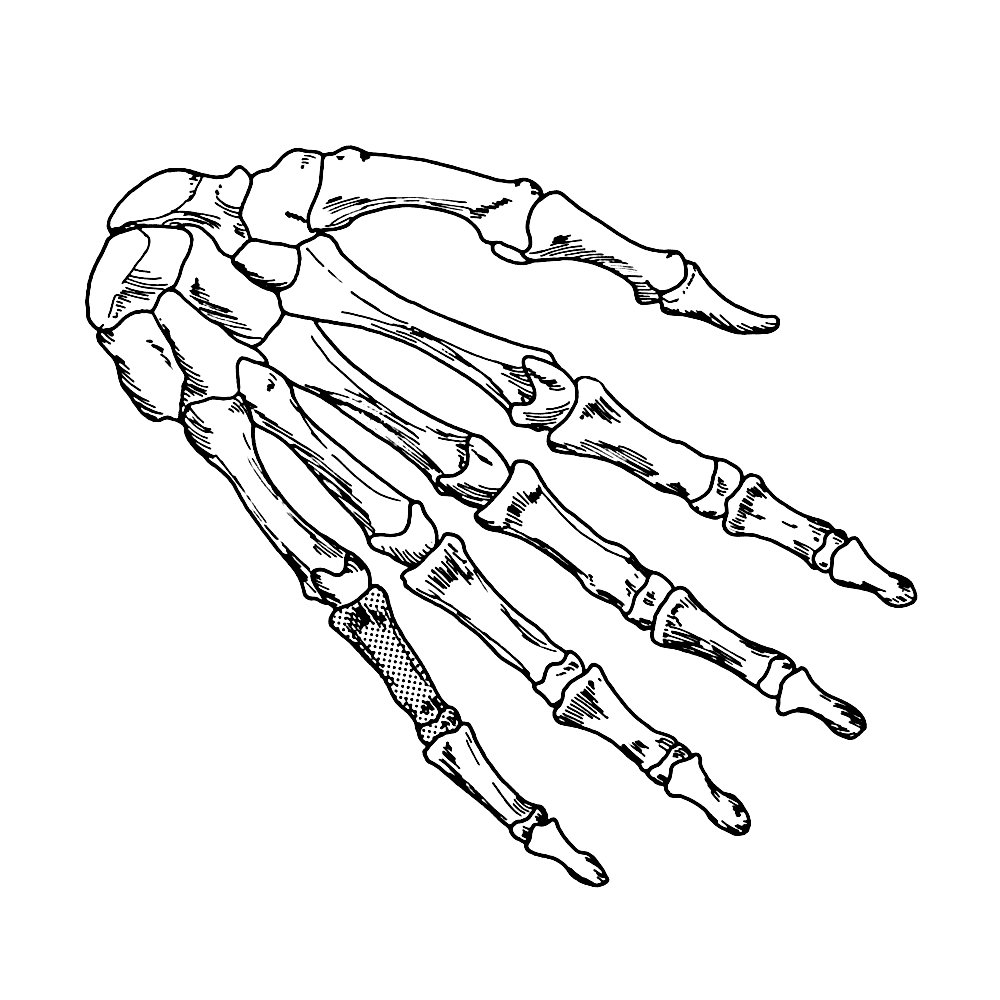 voor kids – skelet botten van de hand