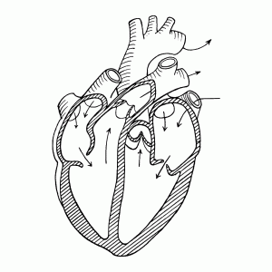 Hart   boezems en kamers en stroomrichting van het bloed