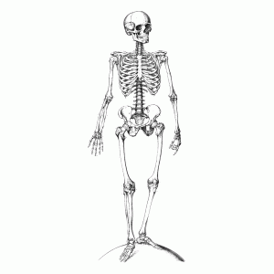 Menselijk skelet
