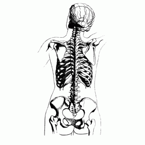 Skelet / ribben   achterzijde aanzicht