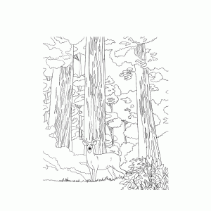 Sequoia National Park in de Sierra Nevada
