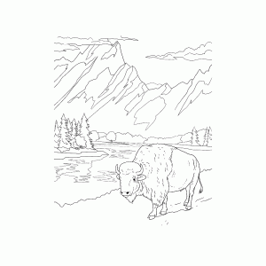 Een bizon in Grand Teton National Park