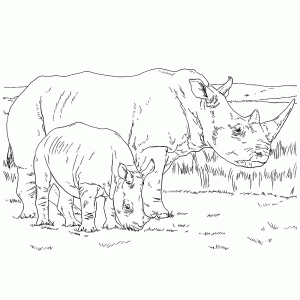 Een neushoorn en haar kalf