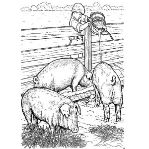 op de boerderij: de varkens voeren